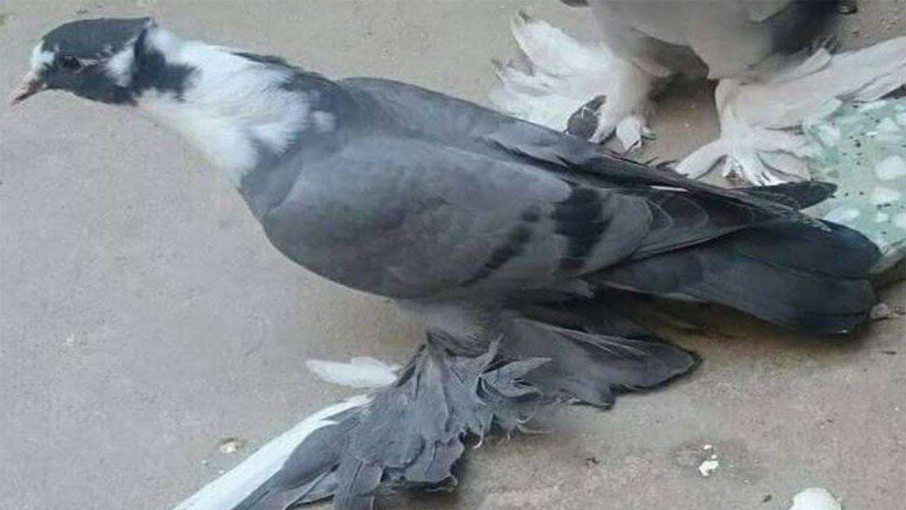طيور الاج حلوات لعشاق الاج اتمنى تنال اعجابكم