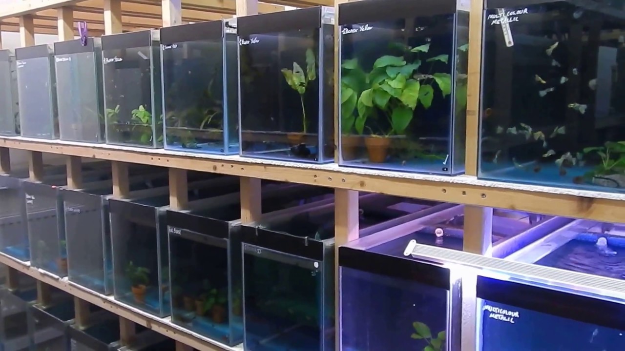 guppy farm UK.      A walk through the fish room