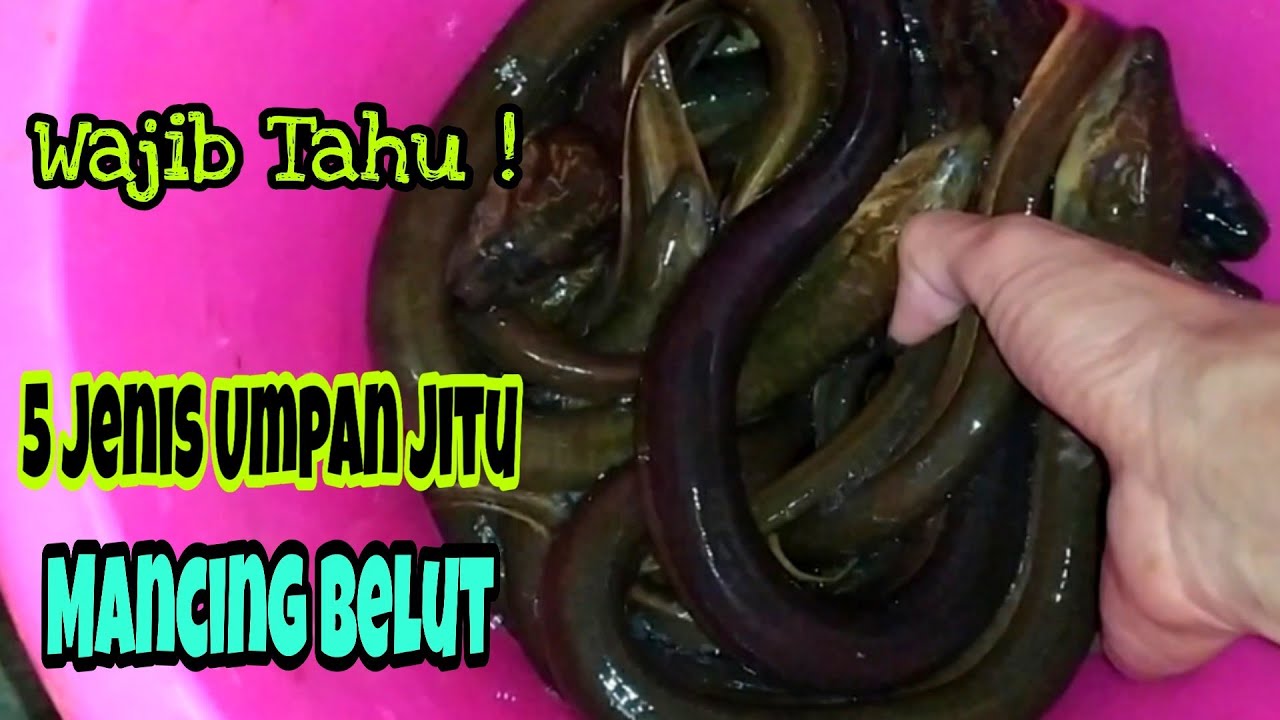 5 Umpan jitu mancing belut | Ngurek Mania