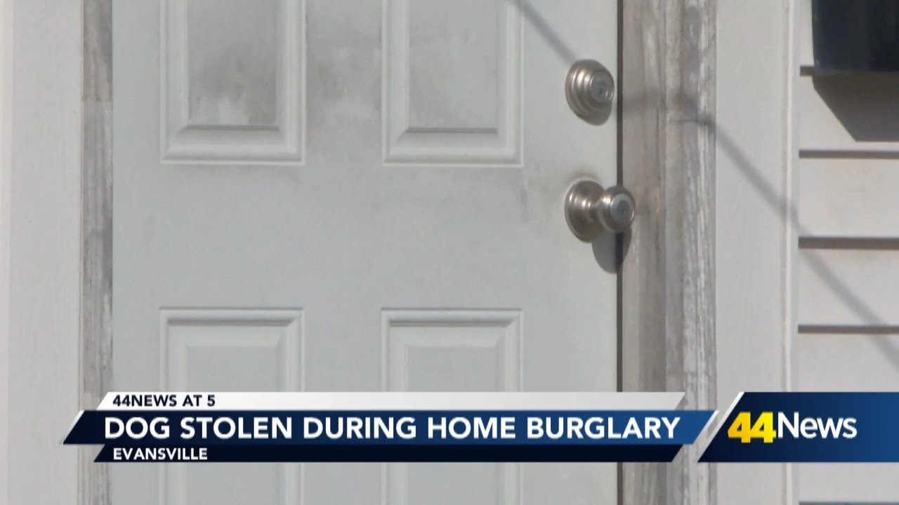 EPD investigates after dog was forcibly stolen from a family's home