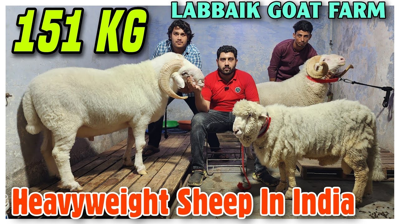 151 Kg Heavyweight Vilayati Sheep In India | Labbaik Goat Farm In Bhiwandi |@Rizwankranti