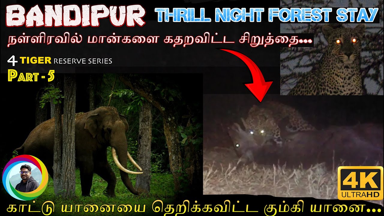 நுழைந்த காட்டு யானை ⚠️ Shocking Leopard ⚠️ Thrill forest night stay Bandipur cottage vanashree