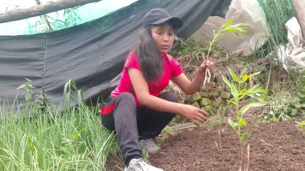 preparación, medidas y plantación de rizomas de astromelias