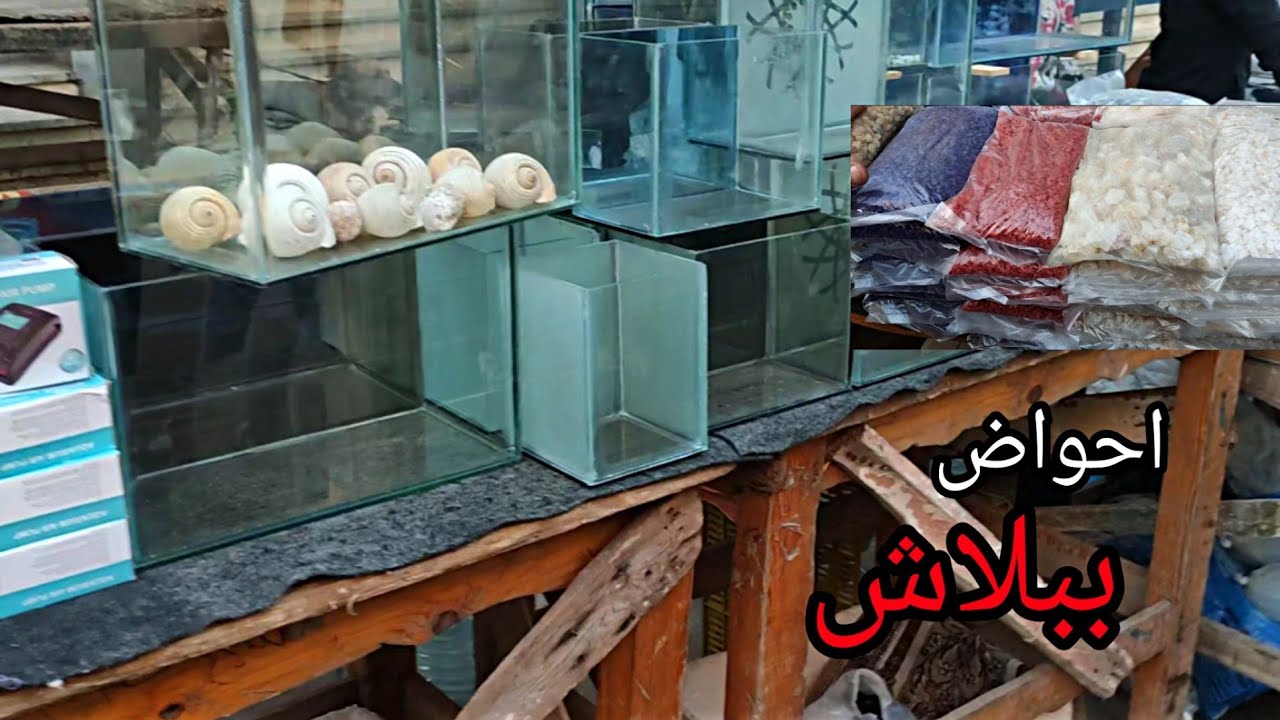 اسعار احواض السمك اسعار انقردت  سوق الجمعه في اسكندريه