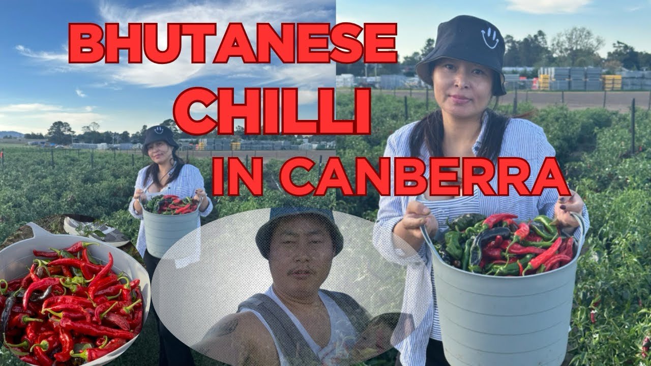 🇧🇹 Bhutanese Chilli Picking in Canberra | Pialligo Chilli Farm 