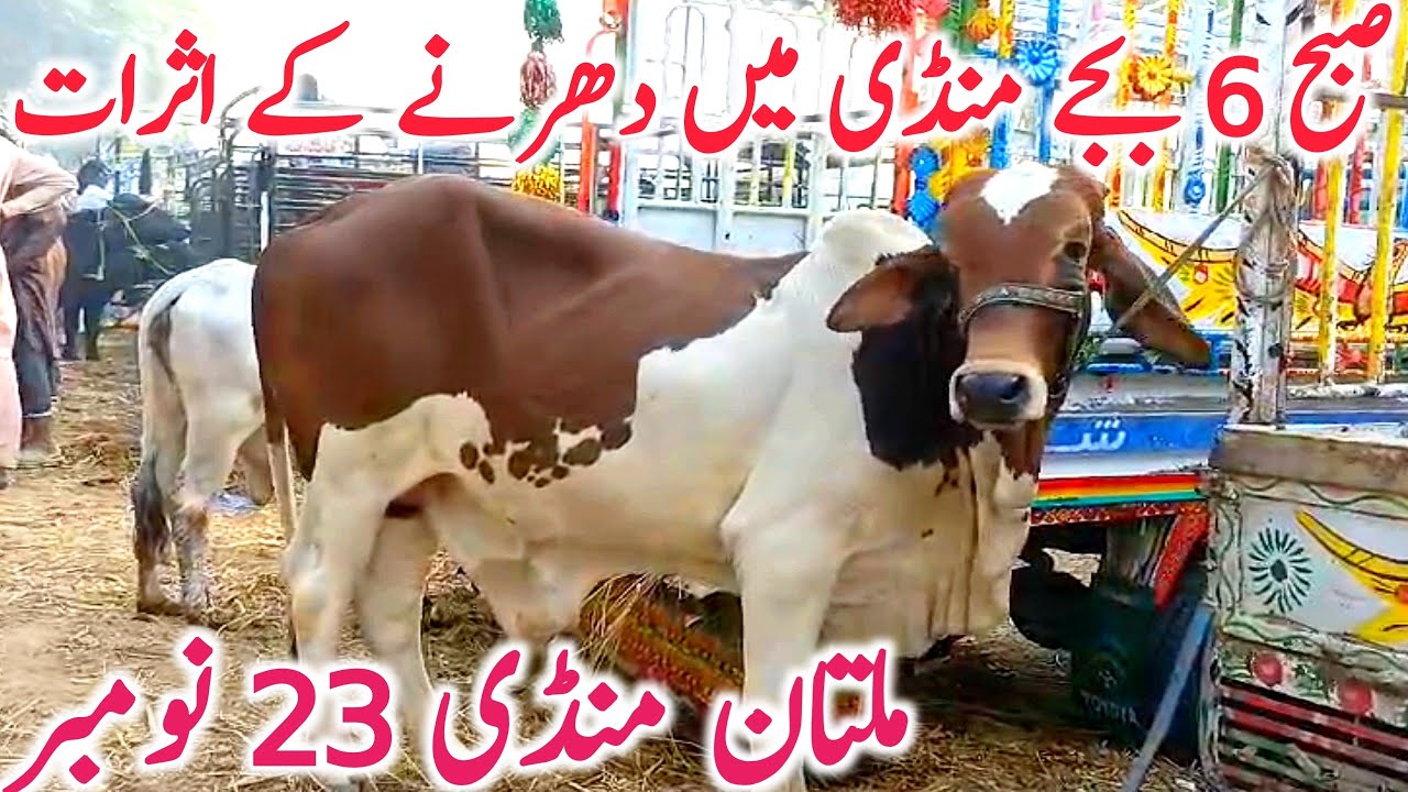 Today Multan Cow Mandi | Sahiwal Cholistani Ablk Gulabi Brahmn Bachre || Global Village Farming