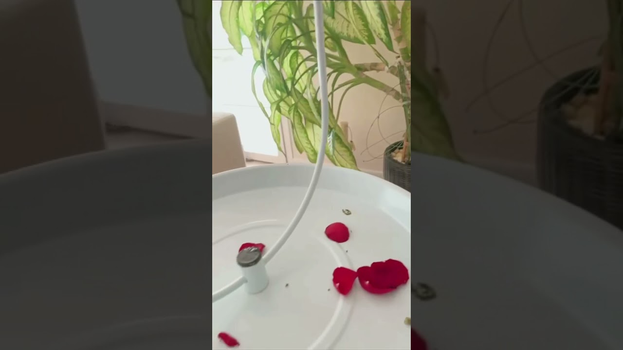 مصطفى الاغا ومي الخطيب