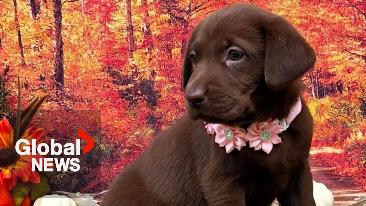 Fake dog breeder website scams Alberta woman for thousands of dollars