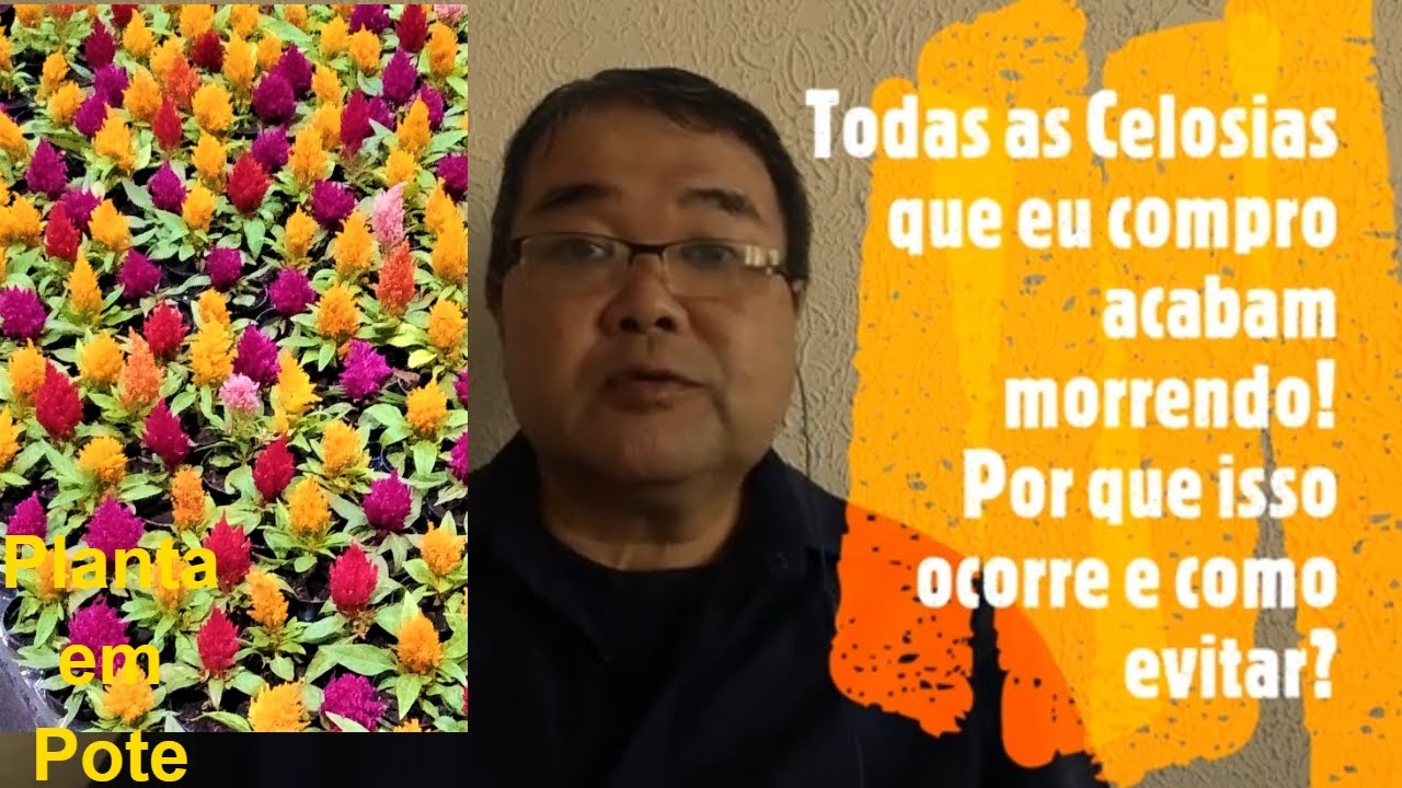 Todas as Celosias que eu compro morrem! Por que isso ocorre e como evitar? Prof.Roberto Takane