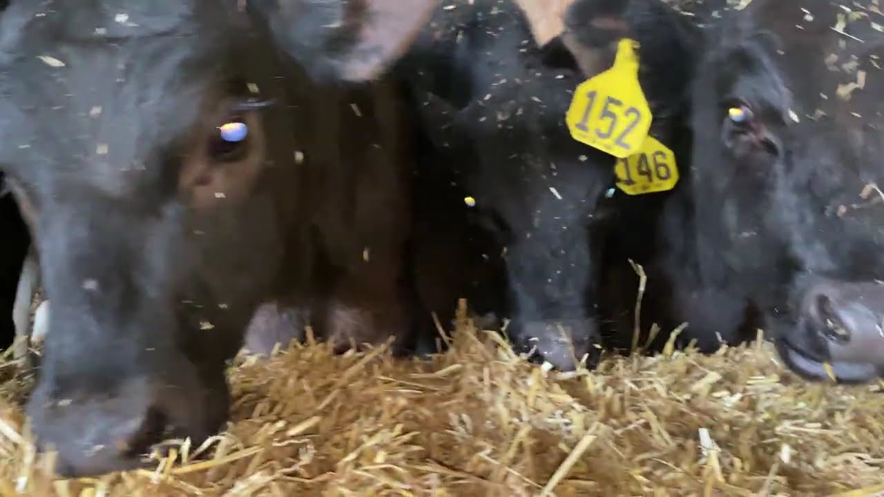 Cow Got Caught In Gate!