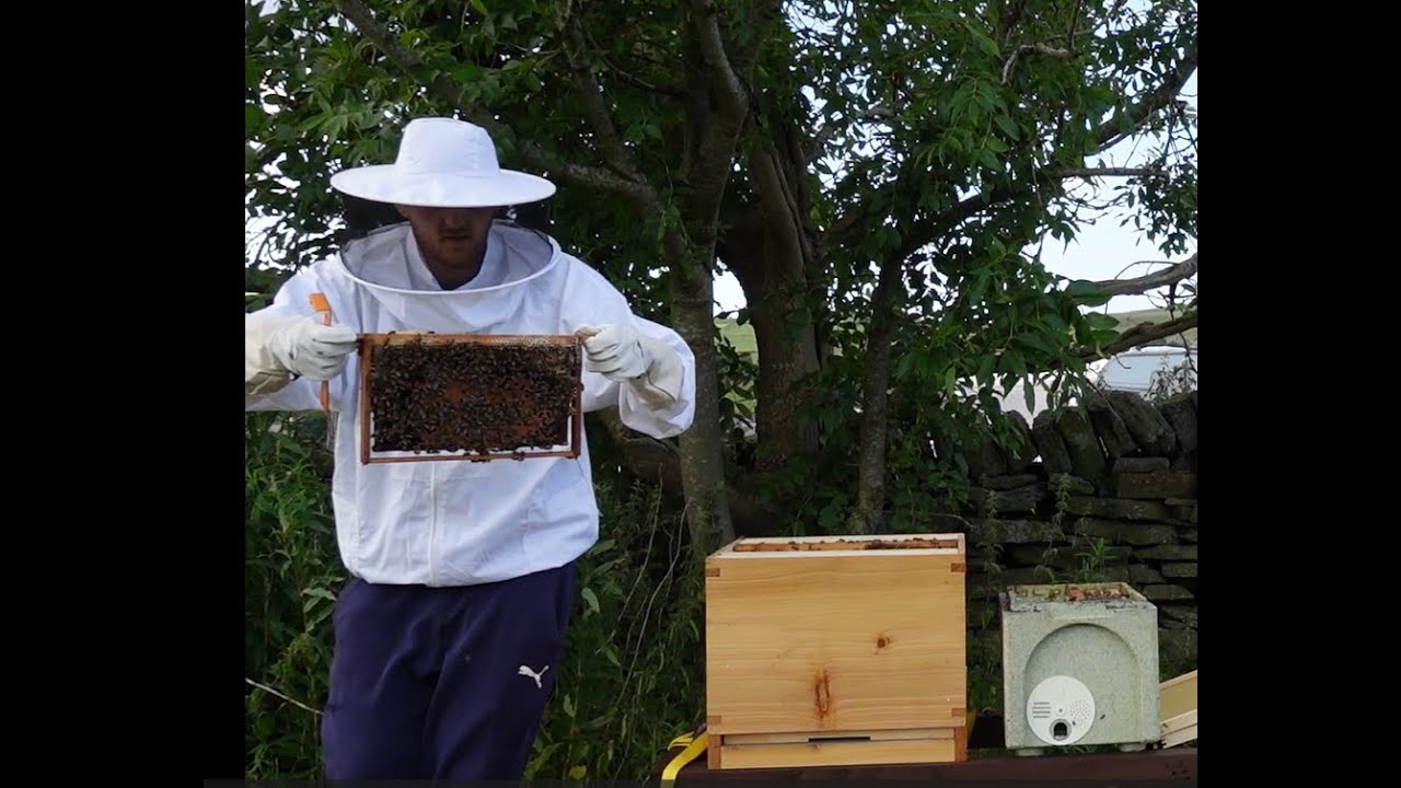 How to keep bees - Ep1 - The Bee-ginning