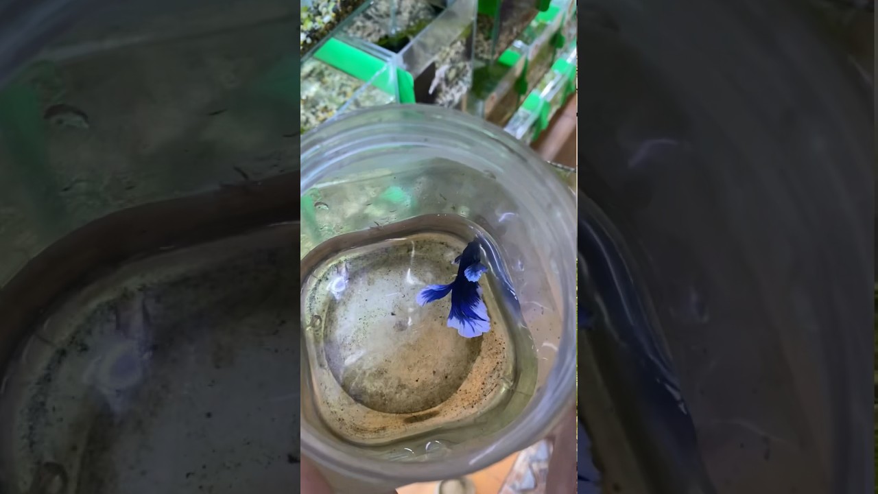 Thay nước cho 500 keo nu&ocirc;i c&aacute; betta  ( Change water for 500 glass aquariums for raising betta fish )