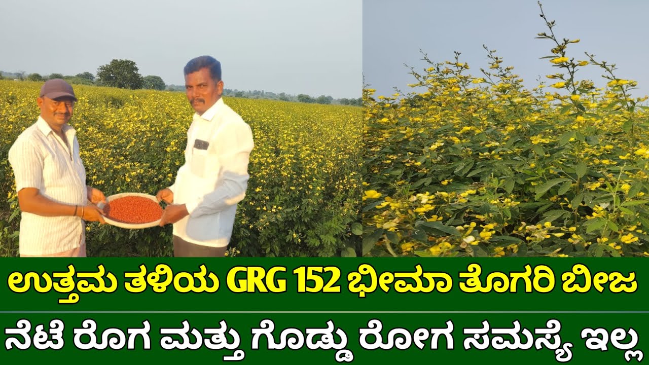 ಉತ್ತಮ ತಳಿಯ GRG 152 ಭೀಮಾ ತೊಗರಿ ಬೀಜ | ನೆಟೆ ರೋಗ & ಗೊಡ್ಡು ರೋಗ ಸಮಸ್ಯೆಗೆ ಮುಕ್ತಿ | Red gram seed varieties