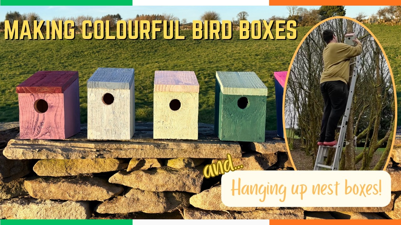 Making Colourful Bird Boxes for the Garden | Easy Wildlife DIY Project