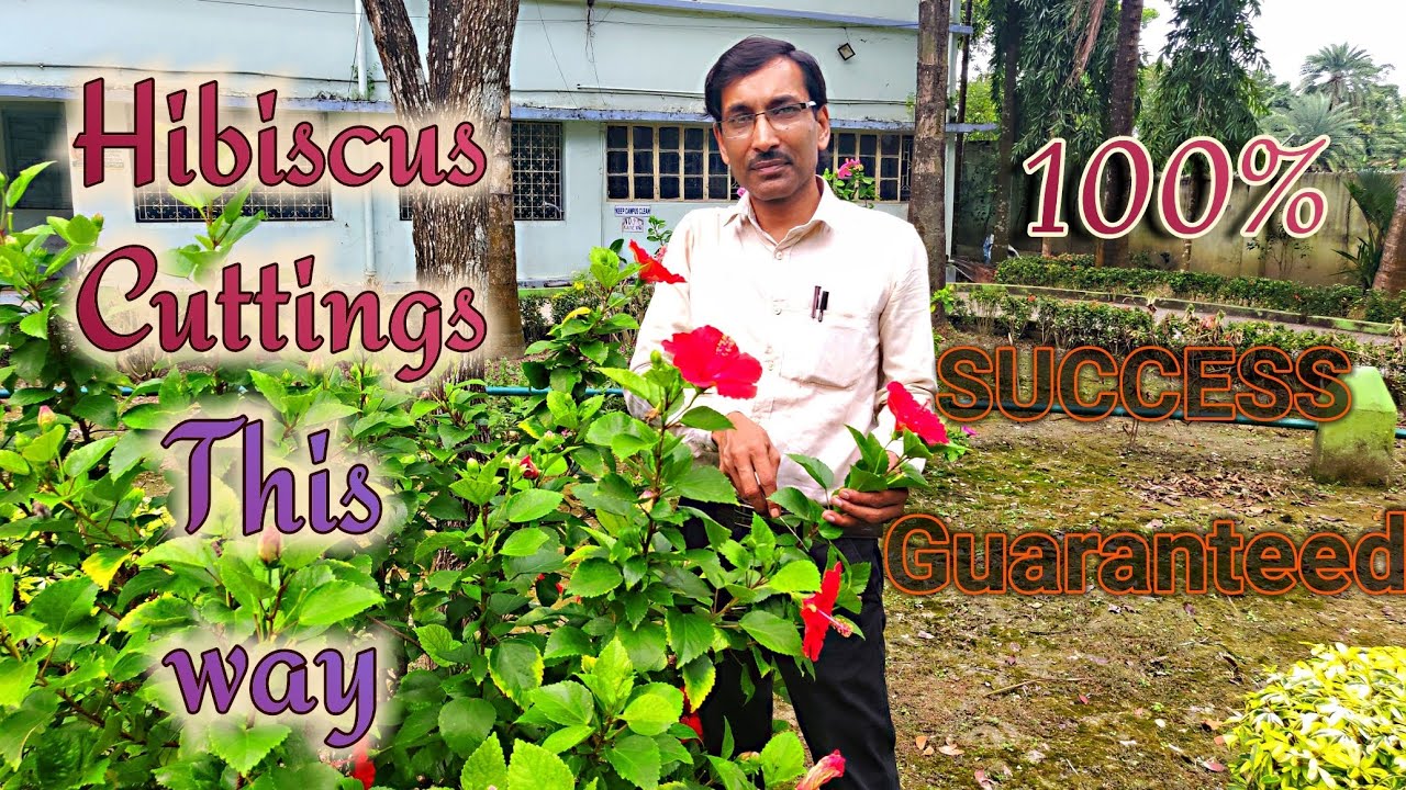 Grow Hibiscus Cuttings this Way with 100 % SUCCESS GURANTEED.