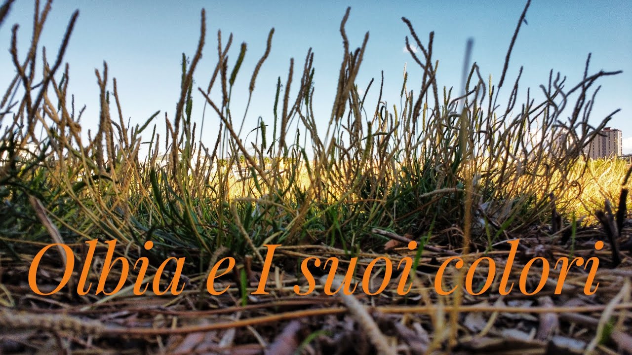 Olbia e I suoi colori