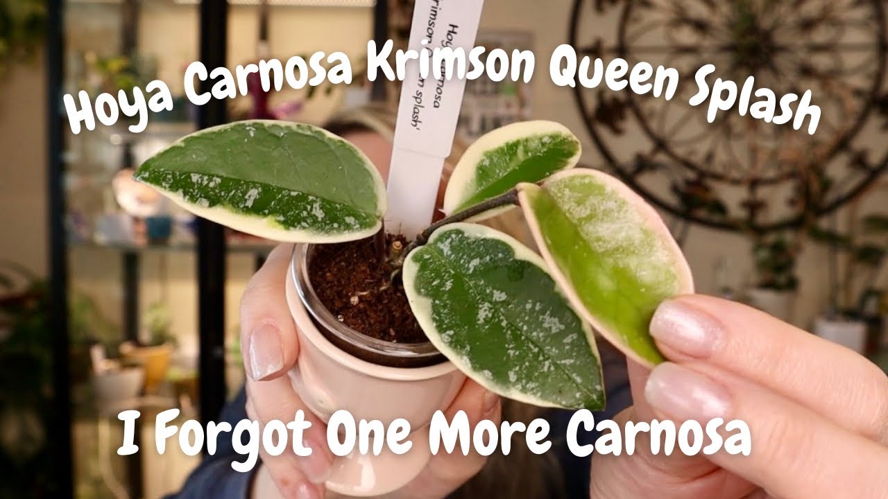 Hoya Carnosa Krimson Queen Splash // Еще одна карноза, о которой я забыл