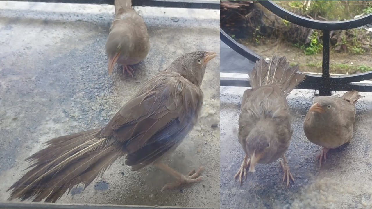 বৃষ্টির পরে পাখিরা এসেছে খাবার খেতে! |amazing birds video