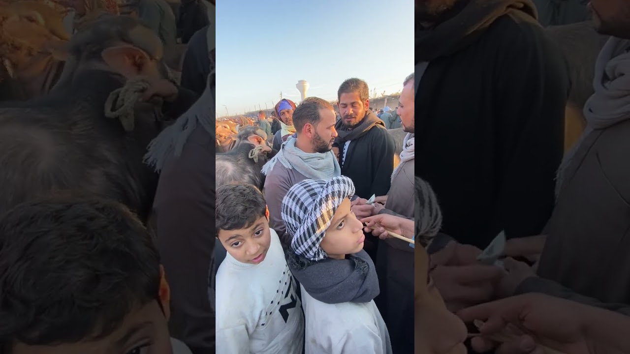 سوق منوف الدولي عام 2026