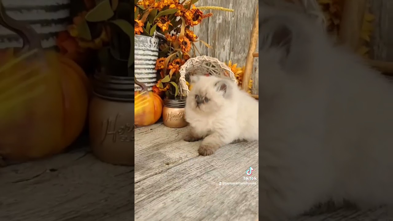 Chocolate Lynx Point Himalayan Kitten - Meet Thumper!