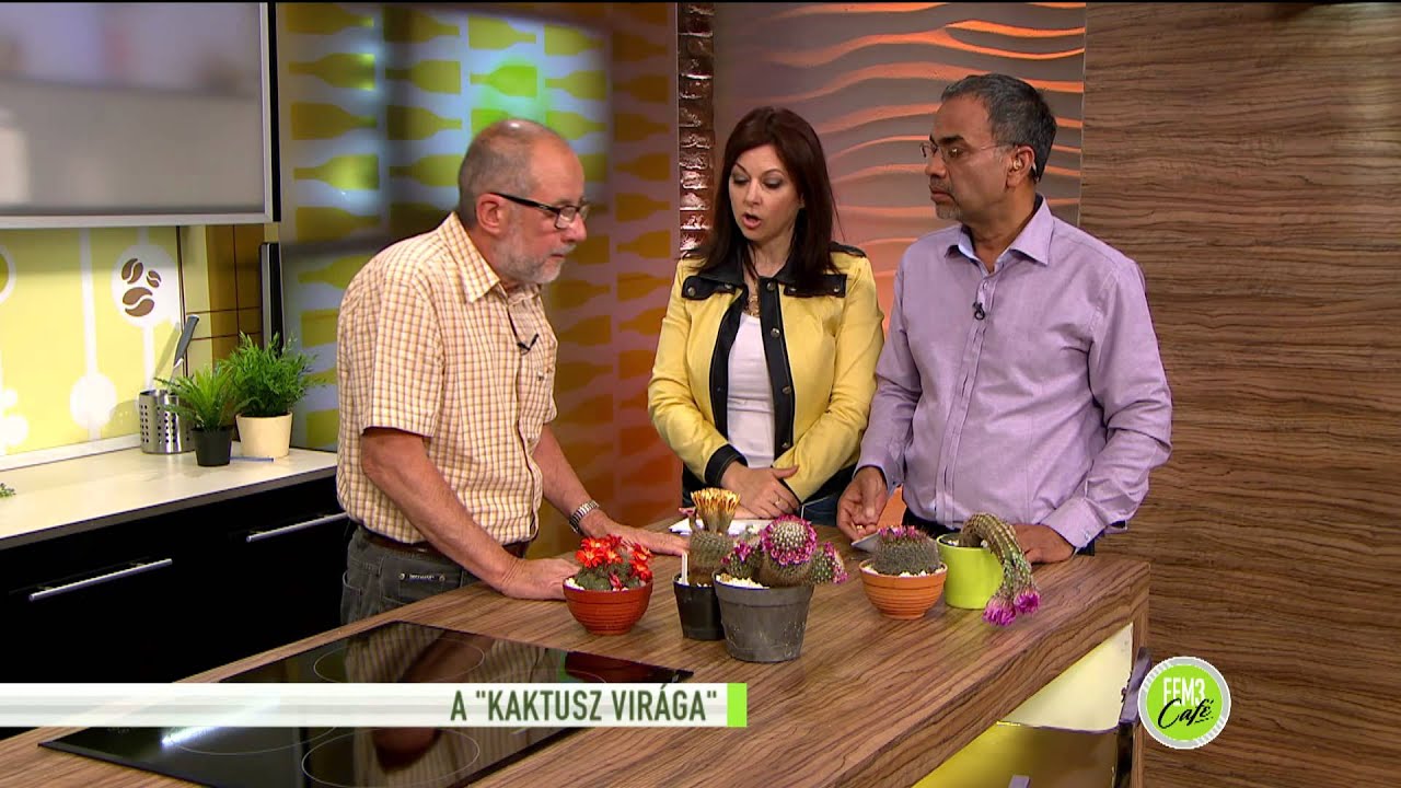 Így tartsd életben a kaktuszodat! - 2015.05.14. - tv2.hu/fem3cafe