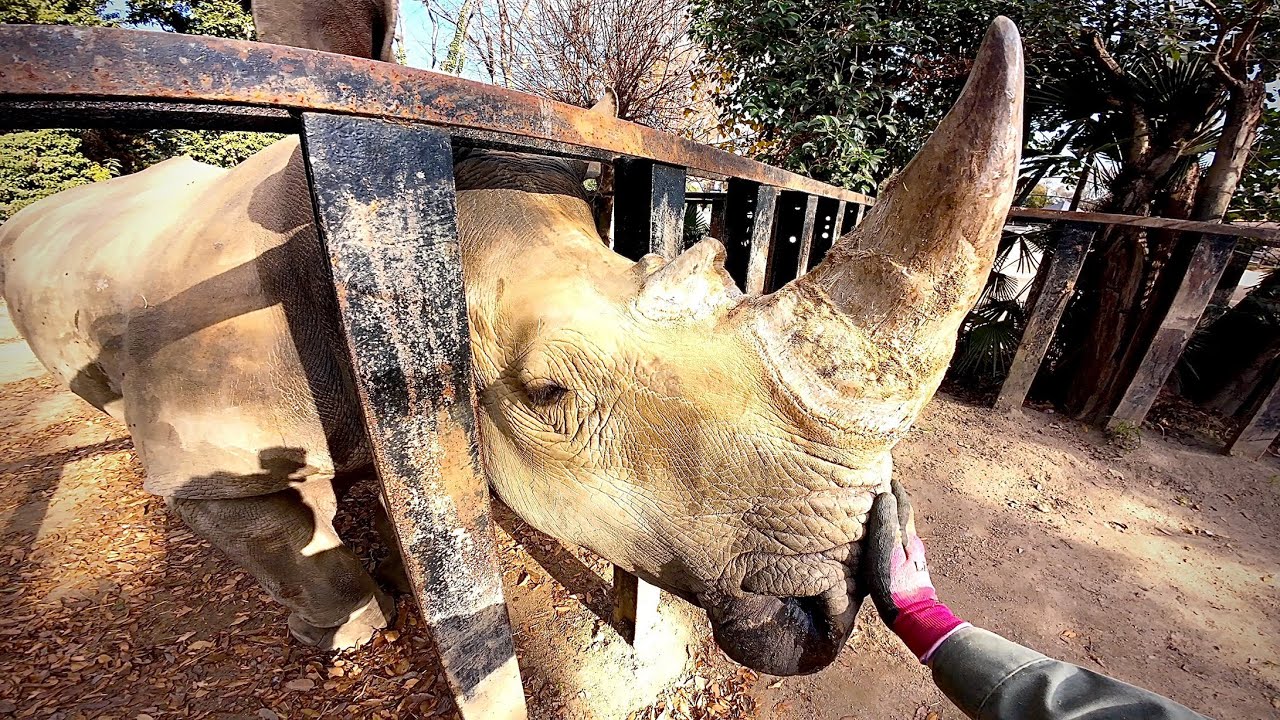 POV: A Day in the Life of a Zookeeper, From White Tigers to Penguins