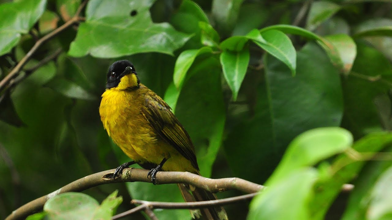Black-capped bulbul (Pycnonotus melanicterus)