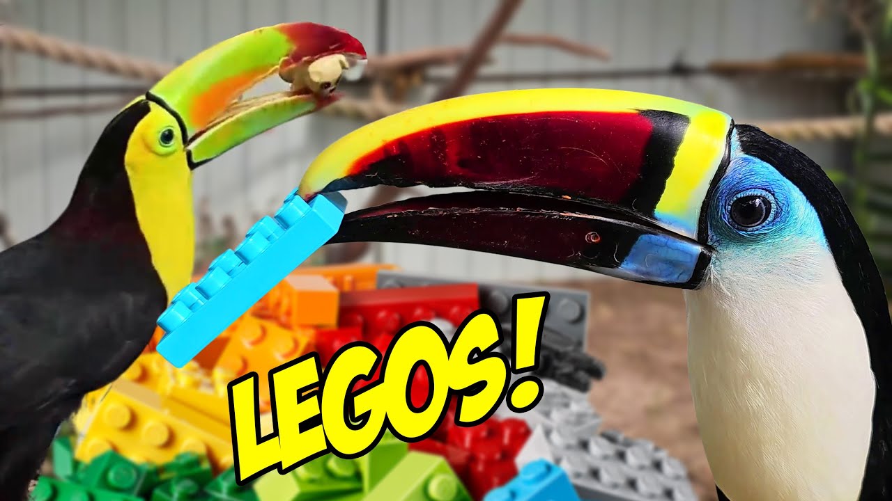 Toucans play with Lego for the first time! (Beatrix's last video)