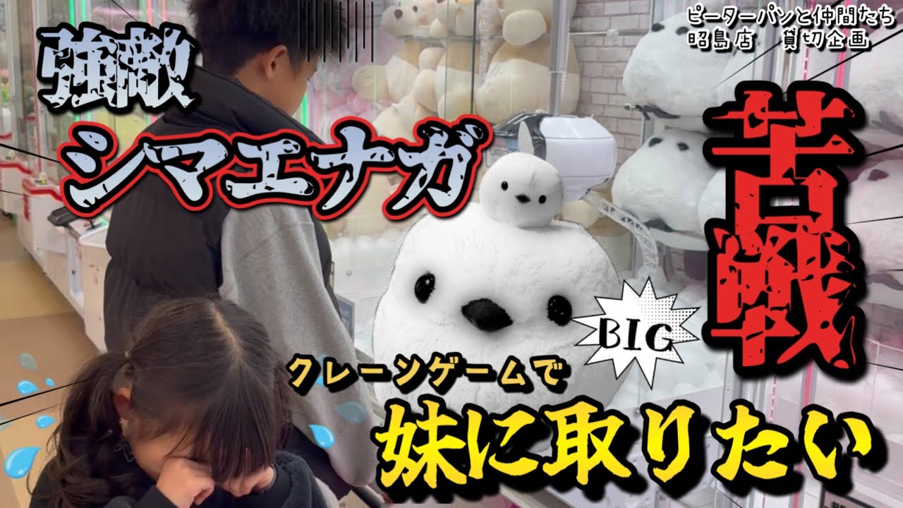 【クレーンゲーム】令和7年、妹も7歳にちなんで7700円で7個取るはずが妹号泣！？強敵BIGシマエナガとの長い戦い【ピーターパンと仲間たち昭島店】