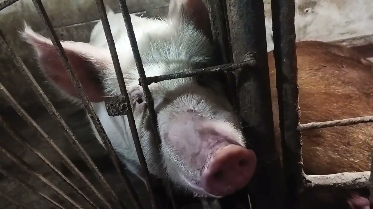 🐖Свинка Валентина принесла Валентинки🐷#поросята #свиноматка #опорос #pig #