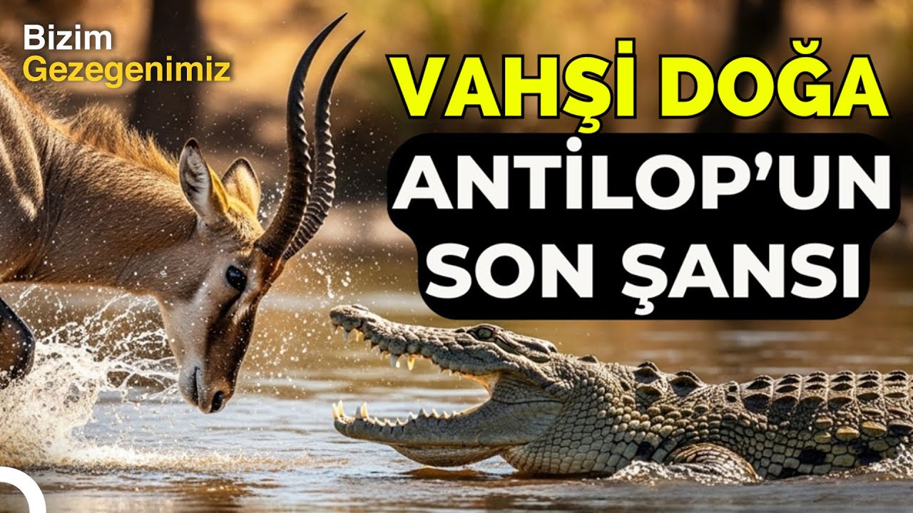 Hayatta Kalma Mücadelesi: Timsah Antilop Avında! | Türkçe Dublaj Belgesel