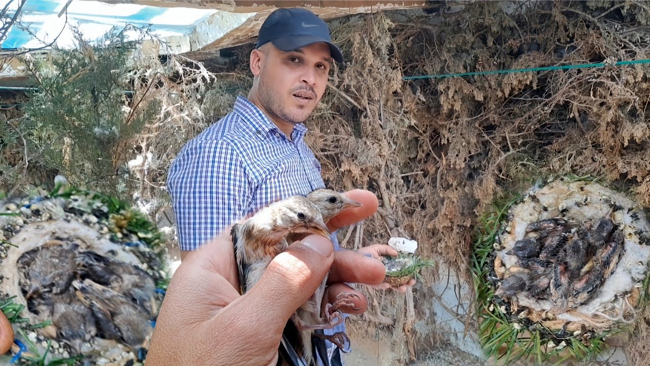 زيارة عند رضى ❤️‍🔥ورانا سلالة الحسون قورع تسيباط اعشاش مع اهم المعلومات مفيدة في تربية طيور الحسون