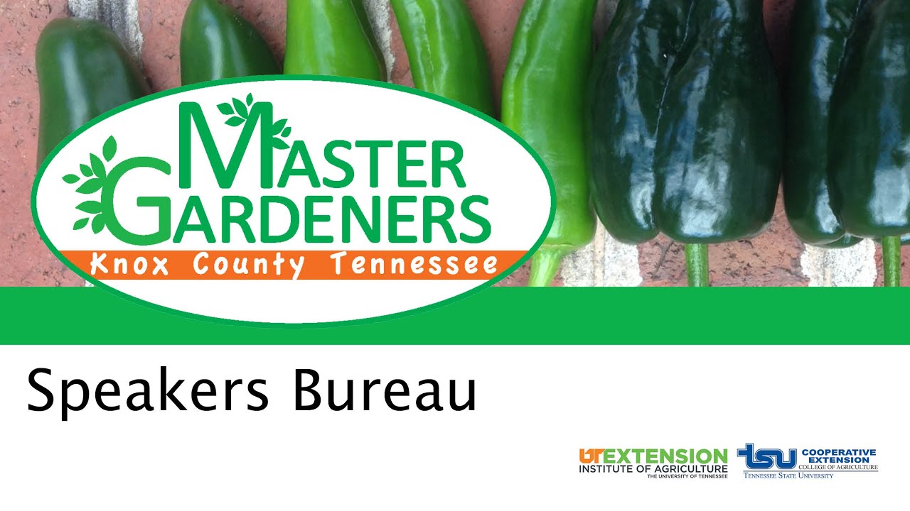 Prune Like Pro: Beautyberry