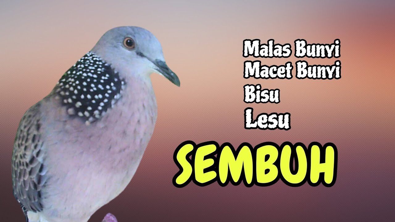 Wah Derkuku Kuk 3 Lokal Alam Suara Jernih, Enak Banget didengarkan