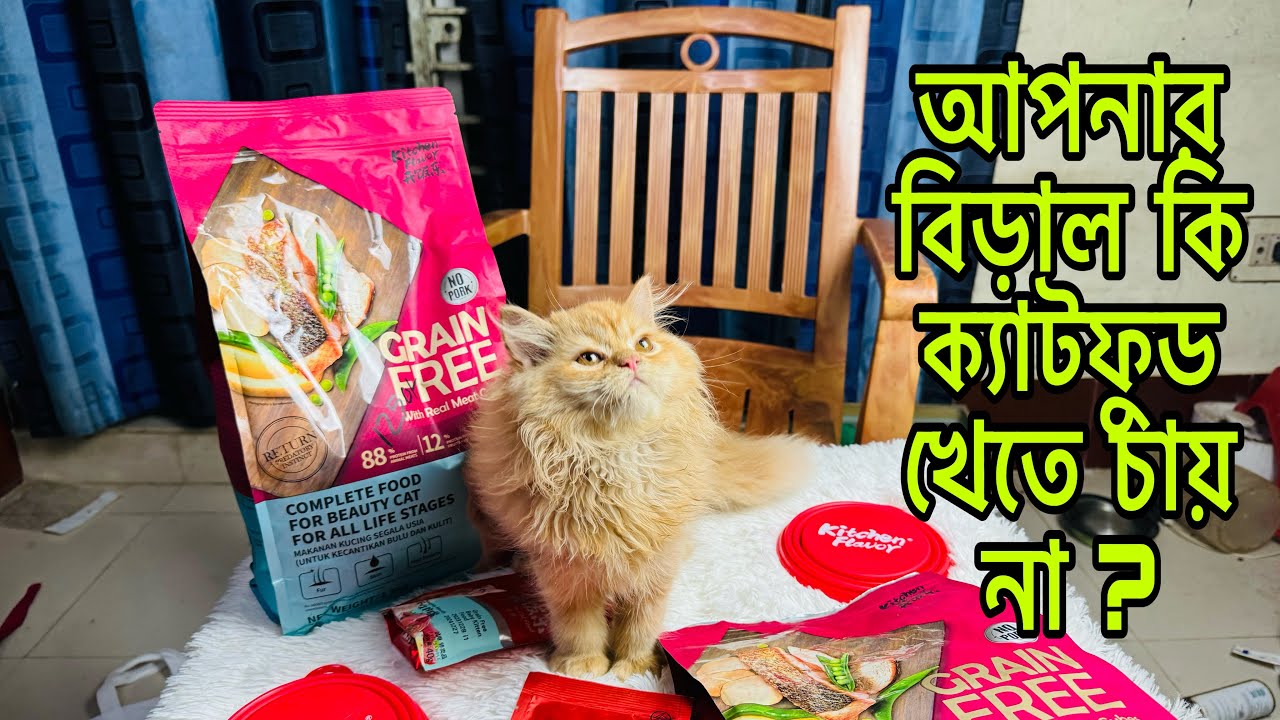 Kitchen Flavor Cat Food Review in Bangla | Cat Food Review Bangla 