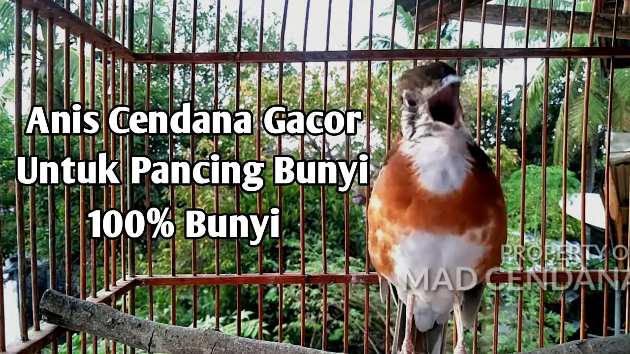 Anis cendana gacor NGEPLONG memanggil lawan