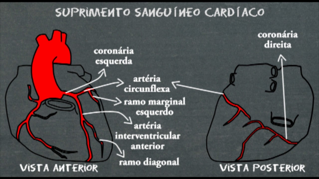Anatomia card&iacute;aca - art&eacute;rias coron&aacute;rias - Suprimento sanguineo cardiaco