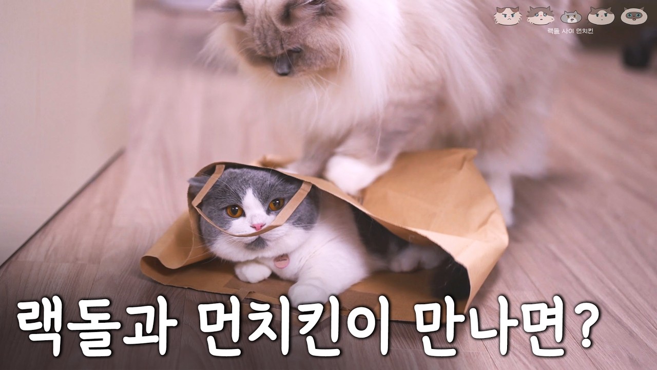 막내를 들이면 잘지낼줄 알았는데.. | 아파트 탈출! 랙돌과 먼치킨이 뛰어놀 마당 있는 단독주택 짓기