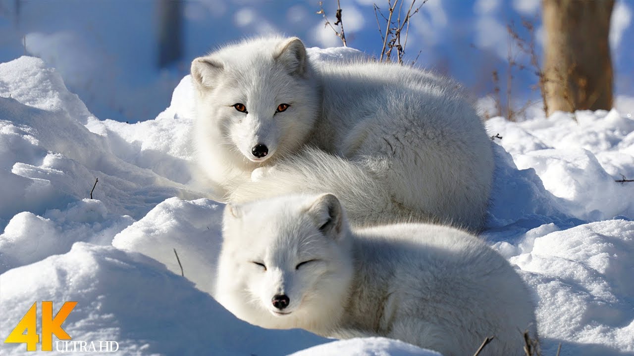 Majestic Winter Wildlife 4K Ultra HD • A Wonderland Of Wildlife, Relaxation Film With Calming Music