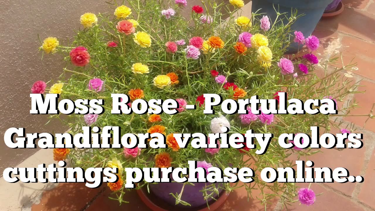 Portulaca Grandiflora- Table Rose - Moss rose 75 colors Cuttings available whatsapp : 9361427377