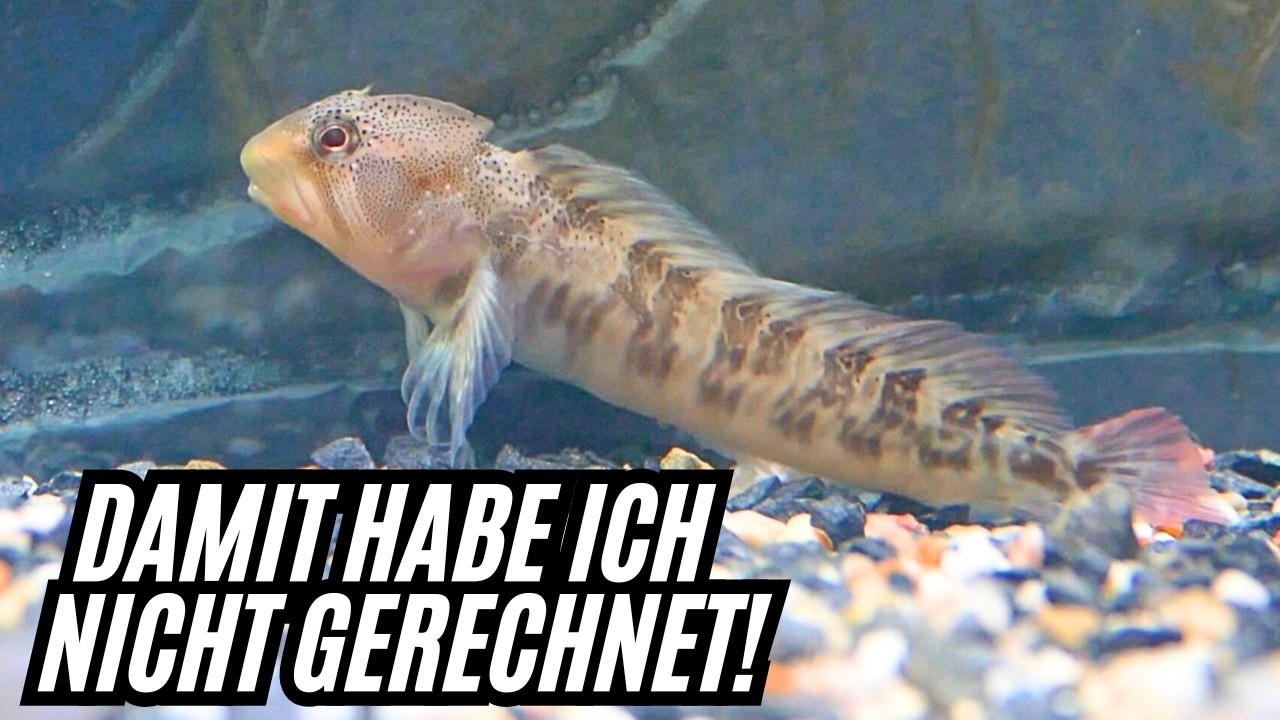 Diese seltenen FISCHE habe ich auf der AQUA-FISCH in Friedrichshafen gefunden!