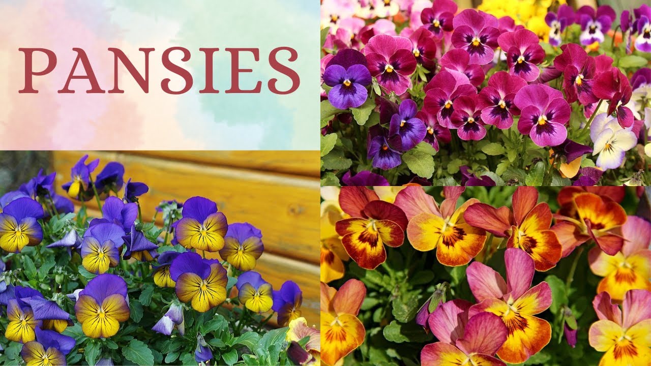 PANSIES | All About Pansy Flower | Pansy Flower Informational Content