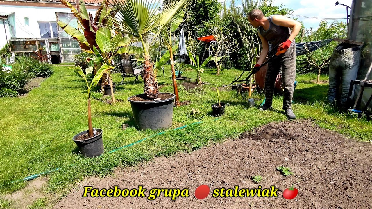 Sadzenie bananów musa basjoo do gruntu. Uprawa w Polsce.