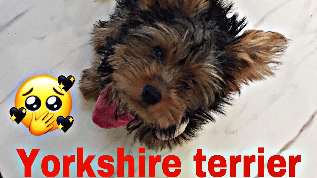 EVOLUÇÃO do 1º ao 4º mês de um filhote de yorkshire /Tomou a 1ª dose da vacina/Vlog cachorro.