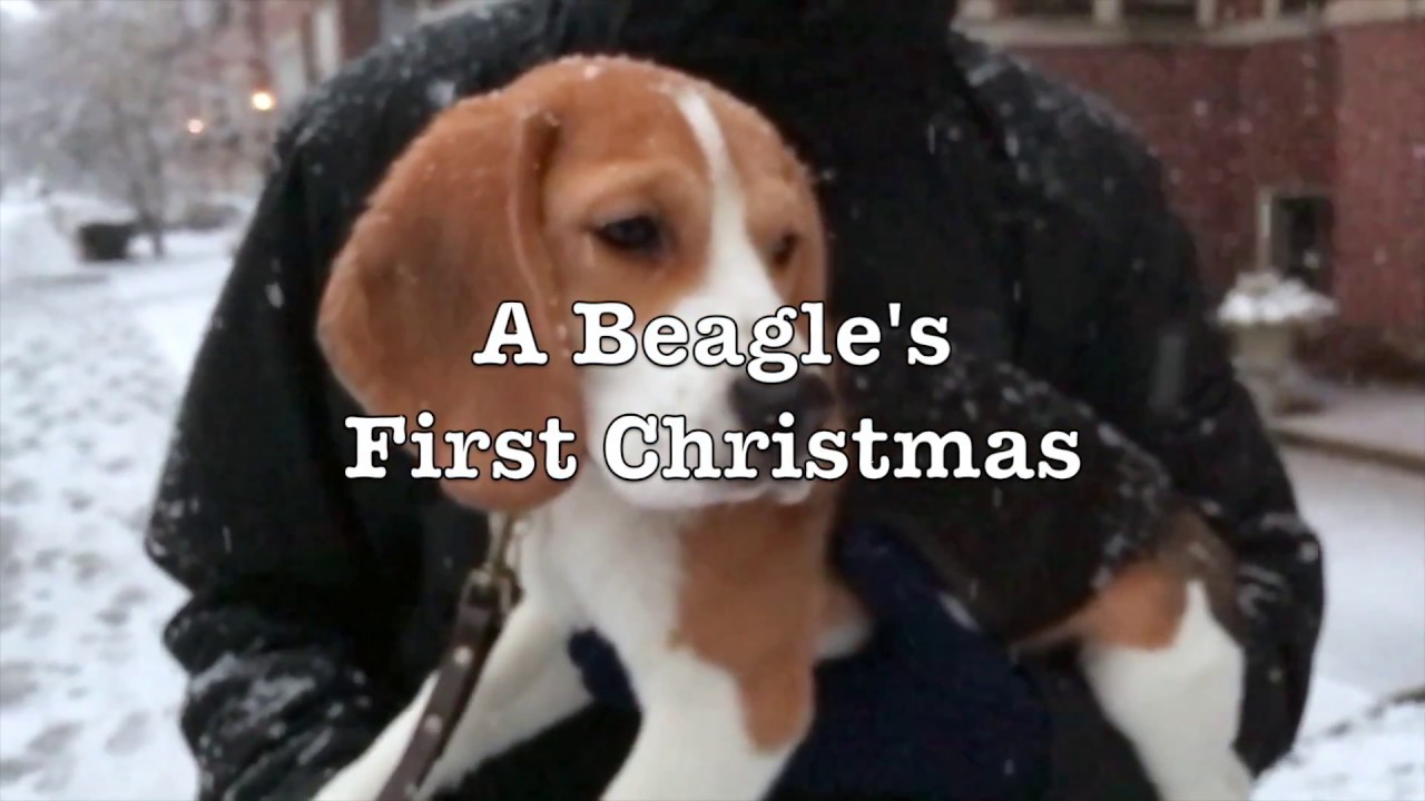 A merry beagle puppy rips open his Christmas presents