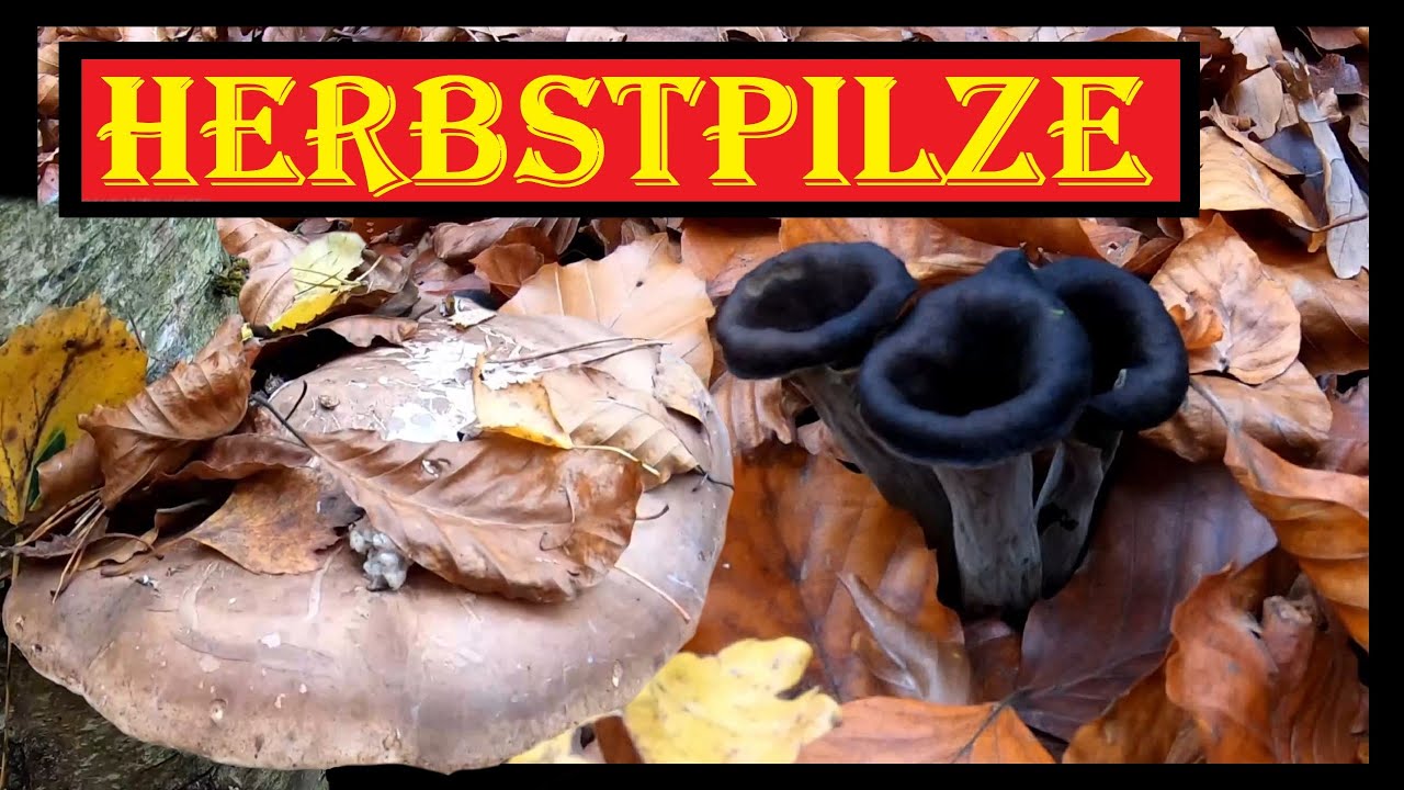 🍂🍄 Pilze suchen, Pilze sammeln: Speisepilze und Giftpilze Anfang November - Herbsttrompeten und mehr