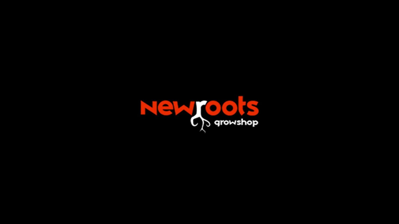 AK47 SERIOUS SEEDS - NEWROOTS