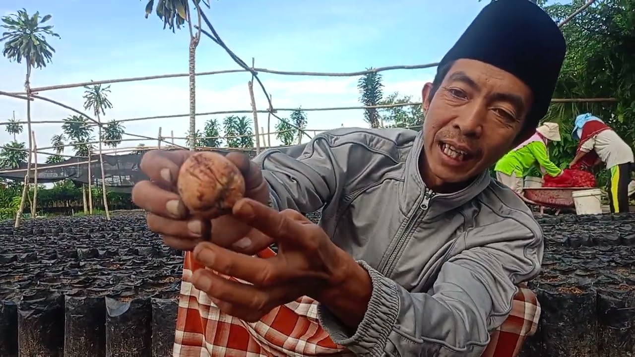 Penyemaian Bibit Alpukat di Pembibitan Prabu Farm Blitar 👍🏻