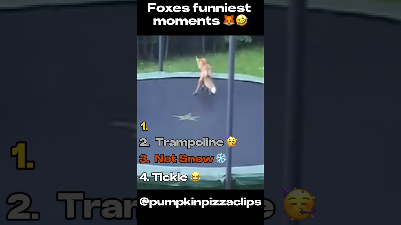 Fox Funniest Moments 🦊🤣 #fox #memes #funny