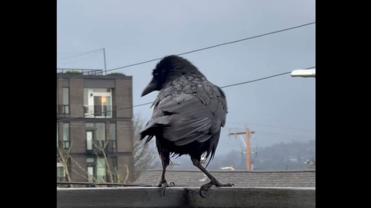 Crow Content 23